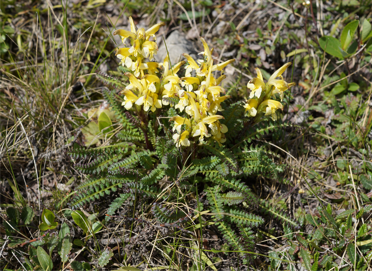 Image of Pedicularis oederi specimen.