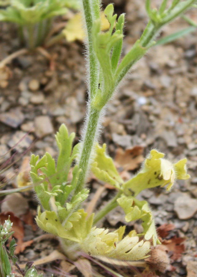 Image of Ranunculus oxyspermus specimen.