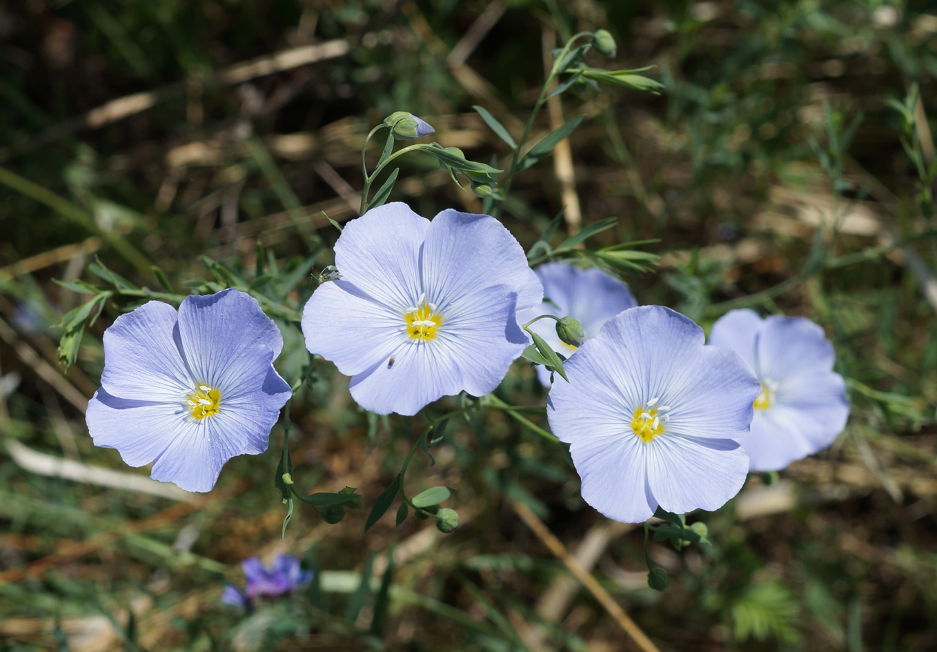 Image of Linum komarovii specimen.