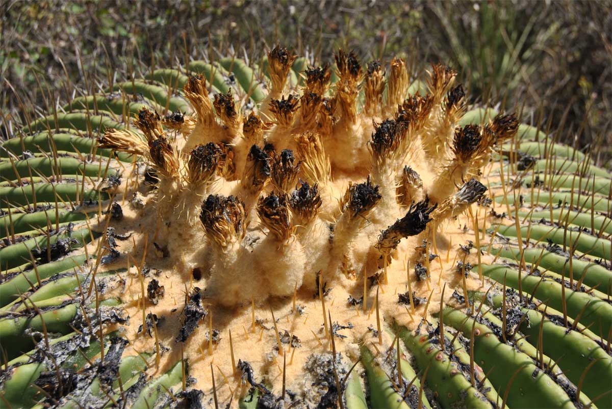 Image of Echinocactus platyacanthus specimen.