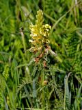 Pedicularis kaufmannii