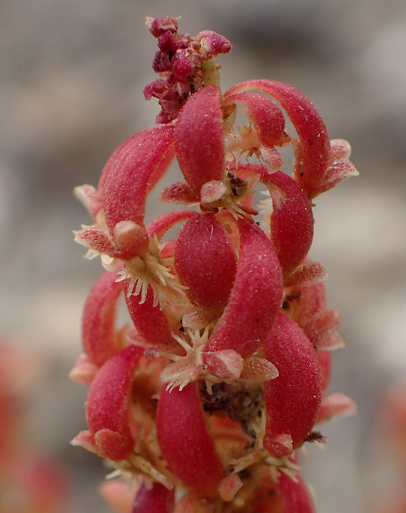 Изображение особи Rumex bucephalophorus.