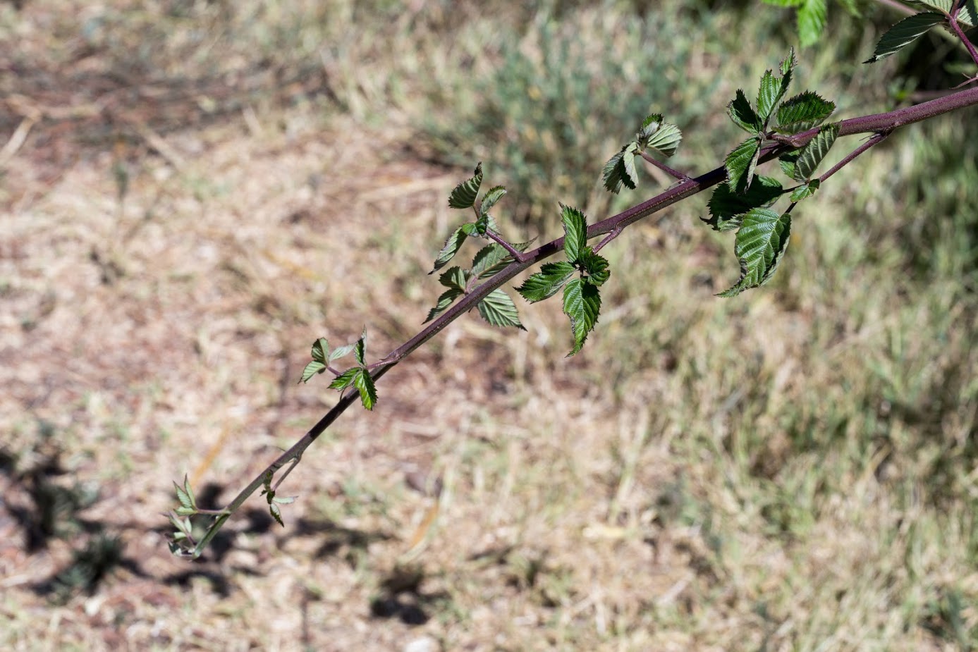 Image of genus Rubus specimen.