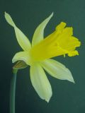 Narcissus pseudonarcissus. Цветок. Томск, в культуре. 01.06.2010.