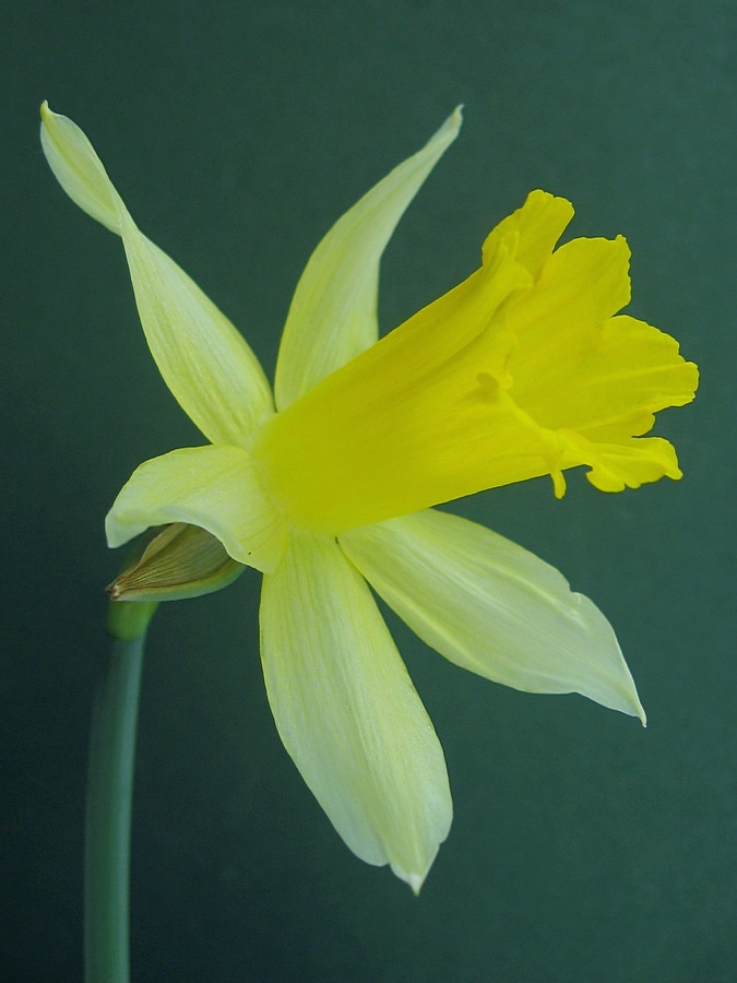 Image of Narcissus pseudonarcissus specimen.