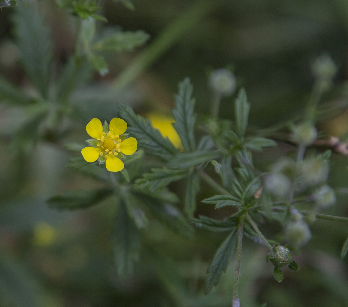 Изображение особи род Potentilla.