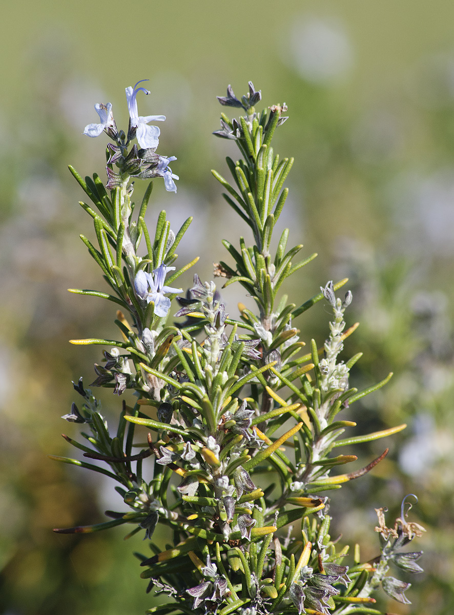 Image of Rosmarinus officinalis specimen.