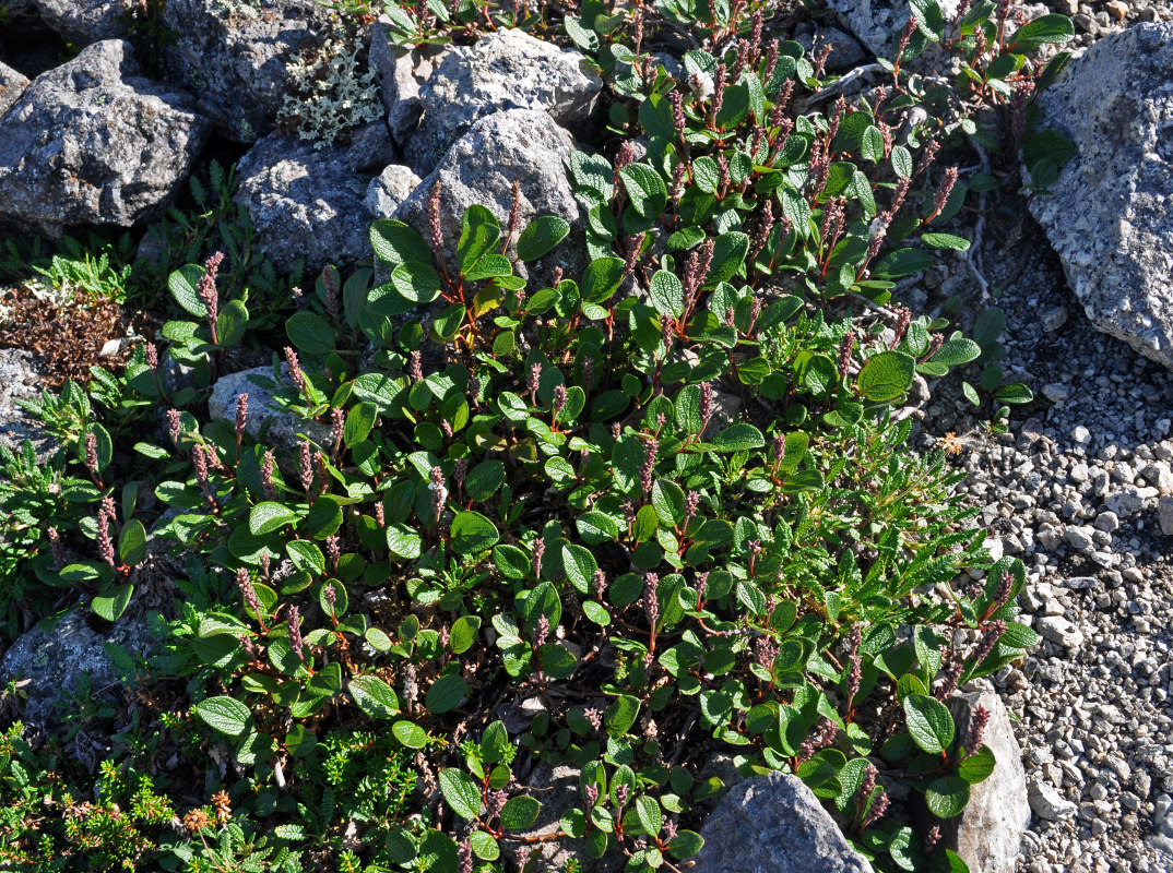 Image of Salix reticulata specimen.