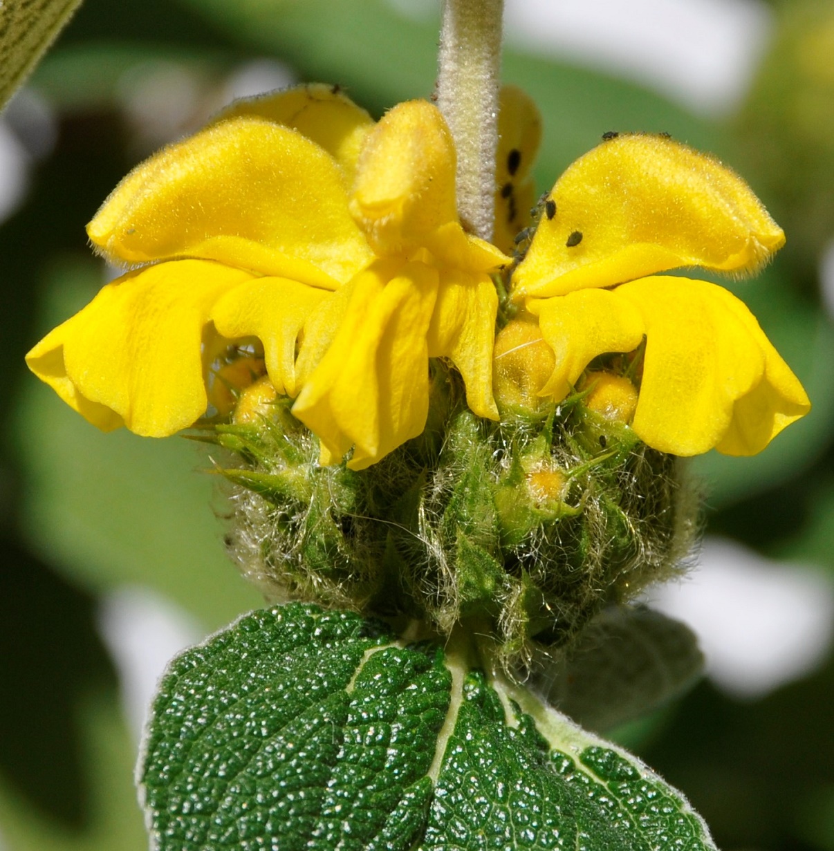 Изображение особи Phlomis lunariifolia.