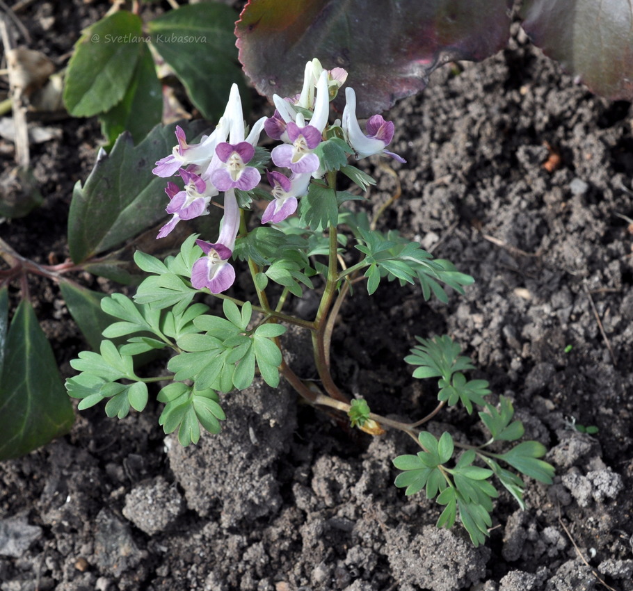 Image of Corydalis &times; allenii specimen.