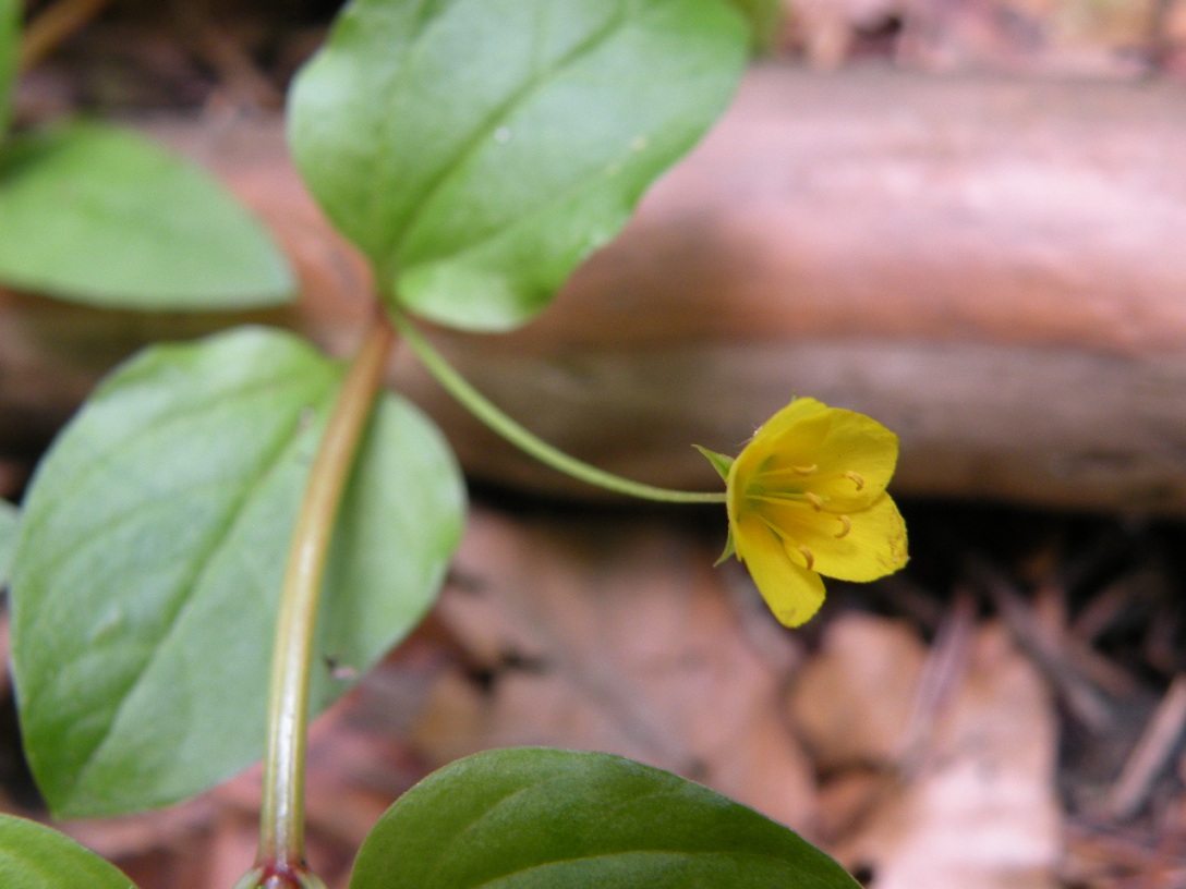 Image of Lysimachia nemorum specimen.