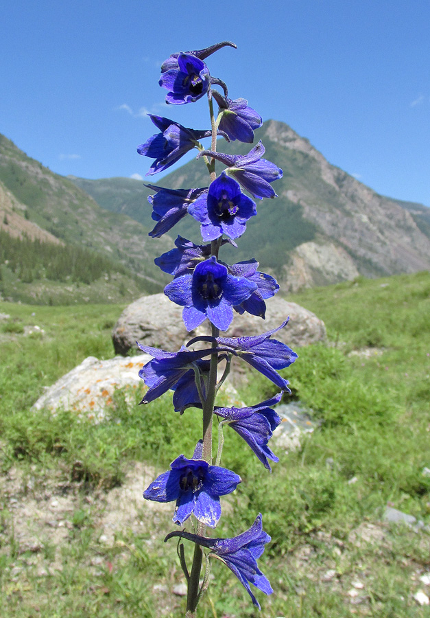 Image of Delphinium laxiflorum specimen.