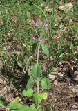 Clinopodium vulgare