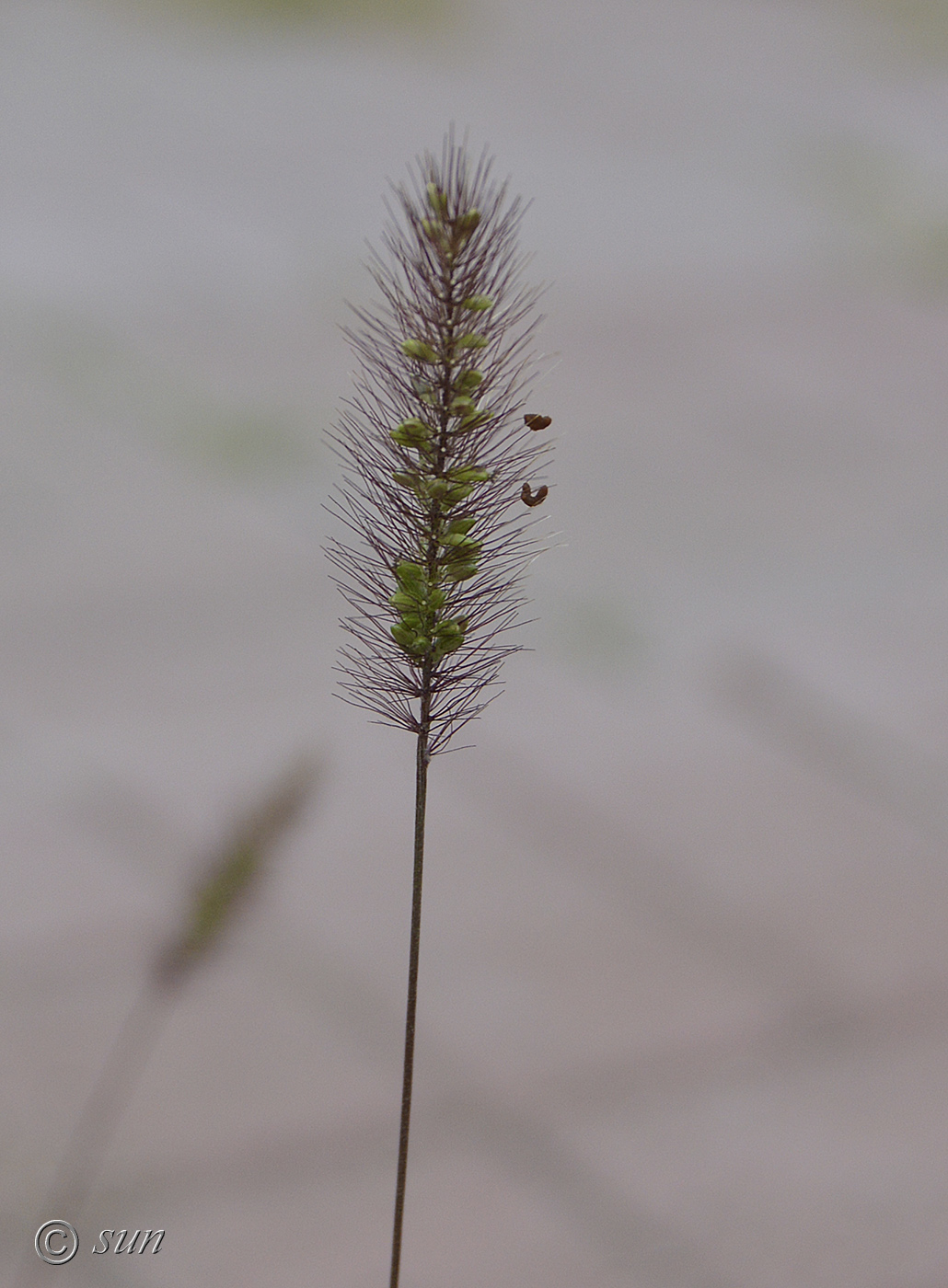 Image of Setaria viridis specimen.