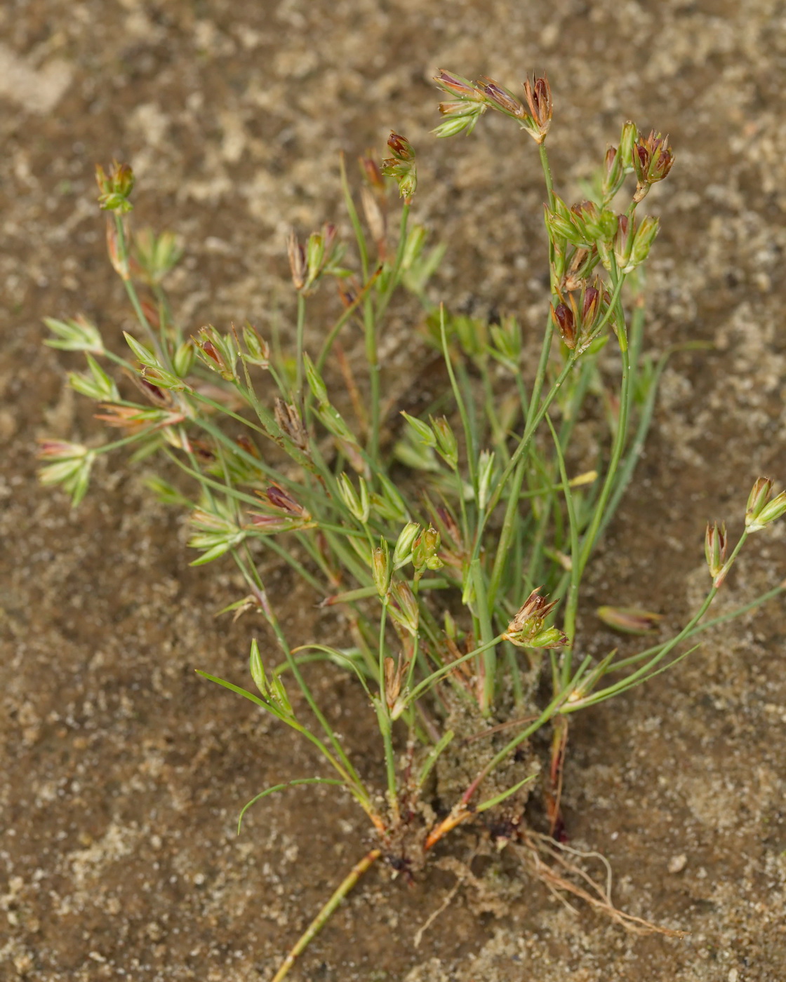 Image of Juncus nastanthus specimen.