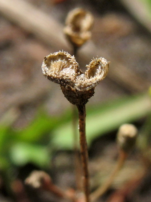 Изображение особи Cicendia filiformis.