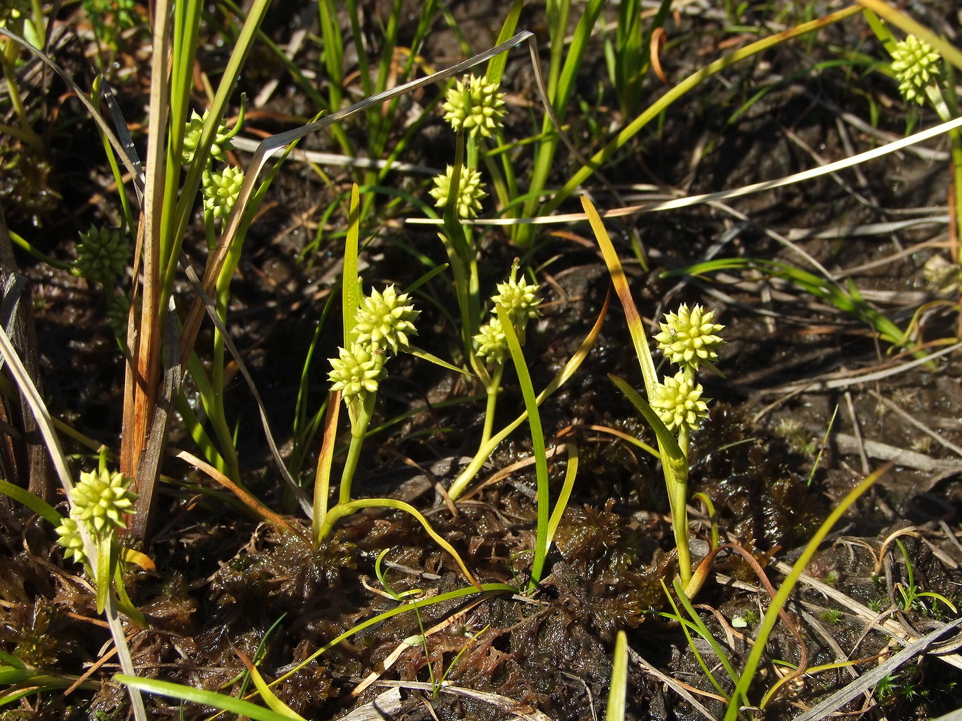 Image of Sparganium hyperboreum specimen.