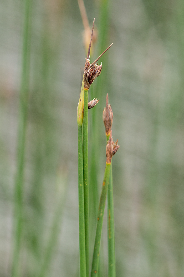 Image of genus Schoenoplectus specimen.