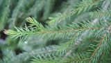 Смотреть изображение Picea abies