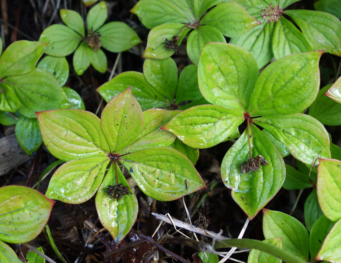 Изображение особи Chamaepericlymenum canadense.