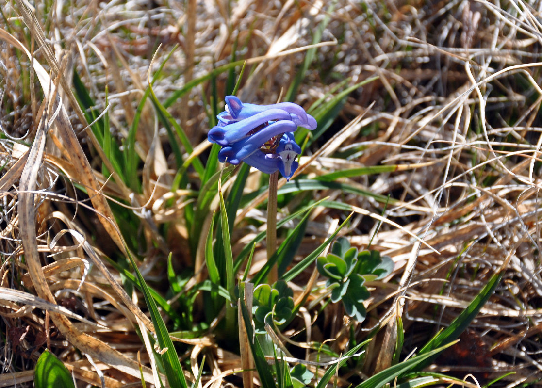 Image of Corydalis pauciflora specimen.