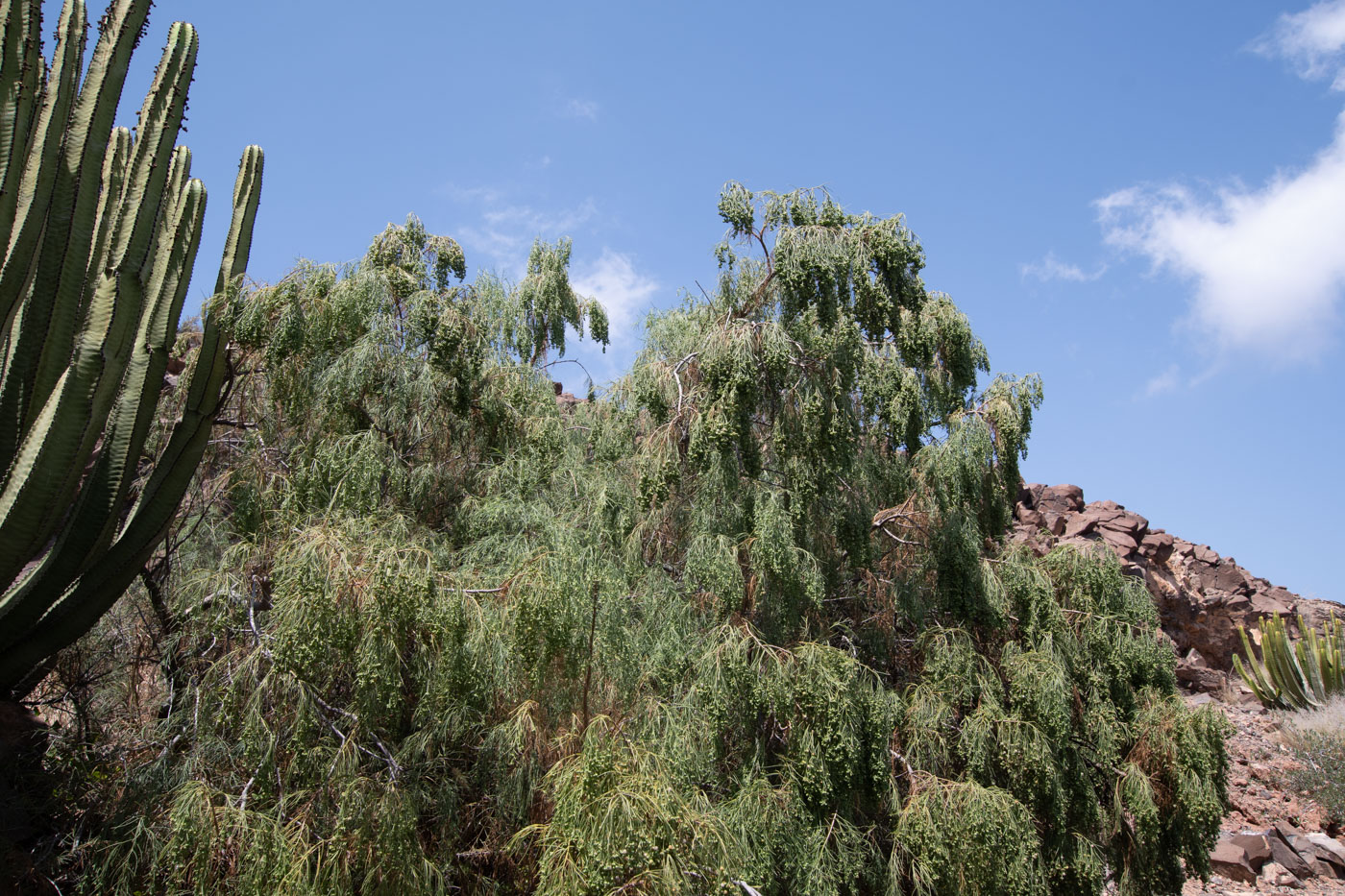 Image of Plocama pendula specimen.