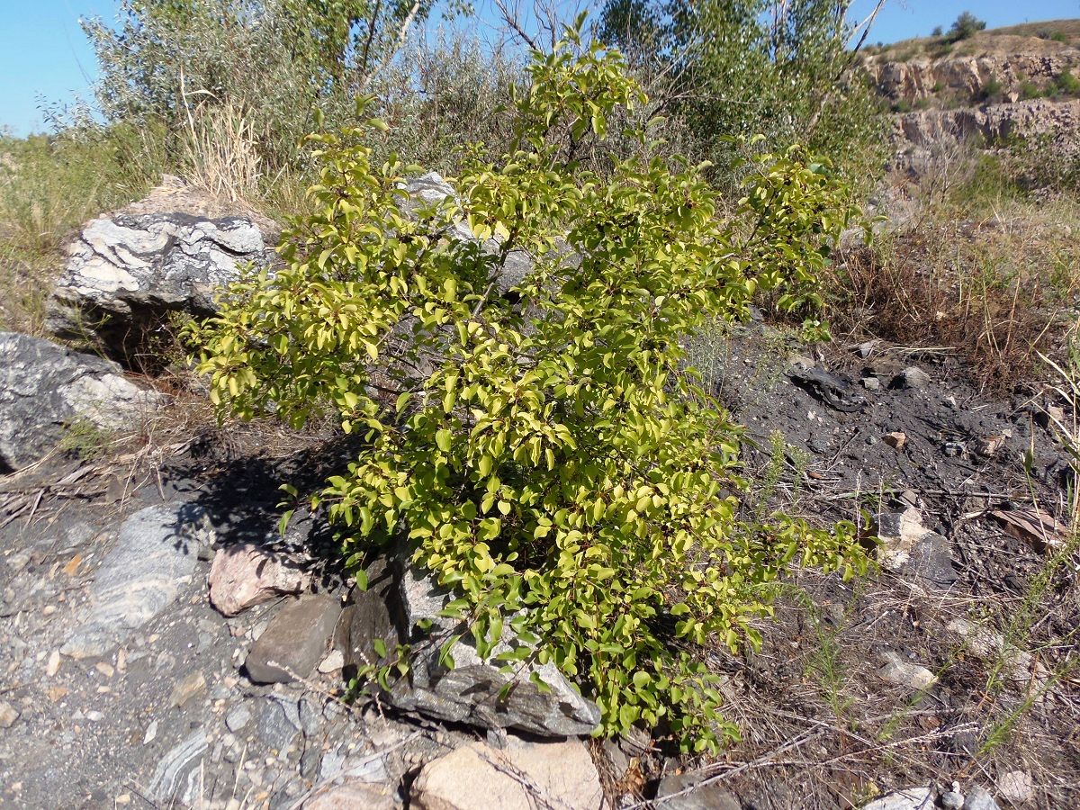 Изображение особи Rhamnus cathartica.