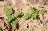 Erodium neuradifolium