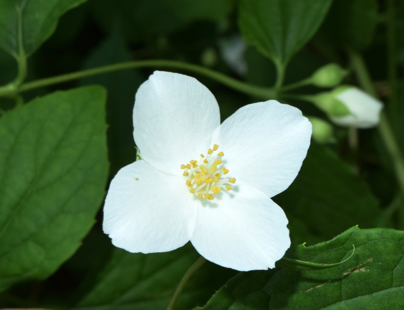 Image of Philadelphus coronarius specimen.