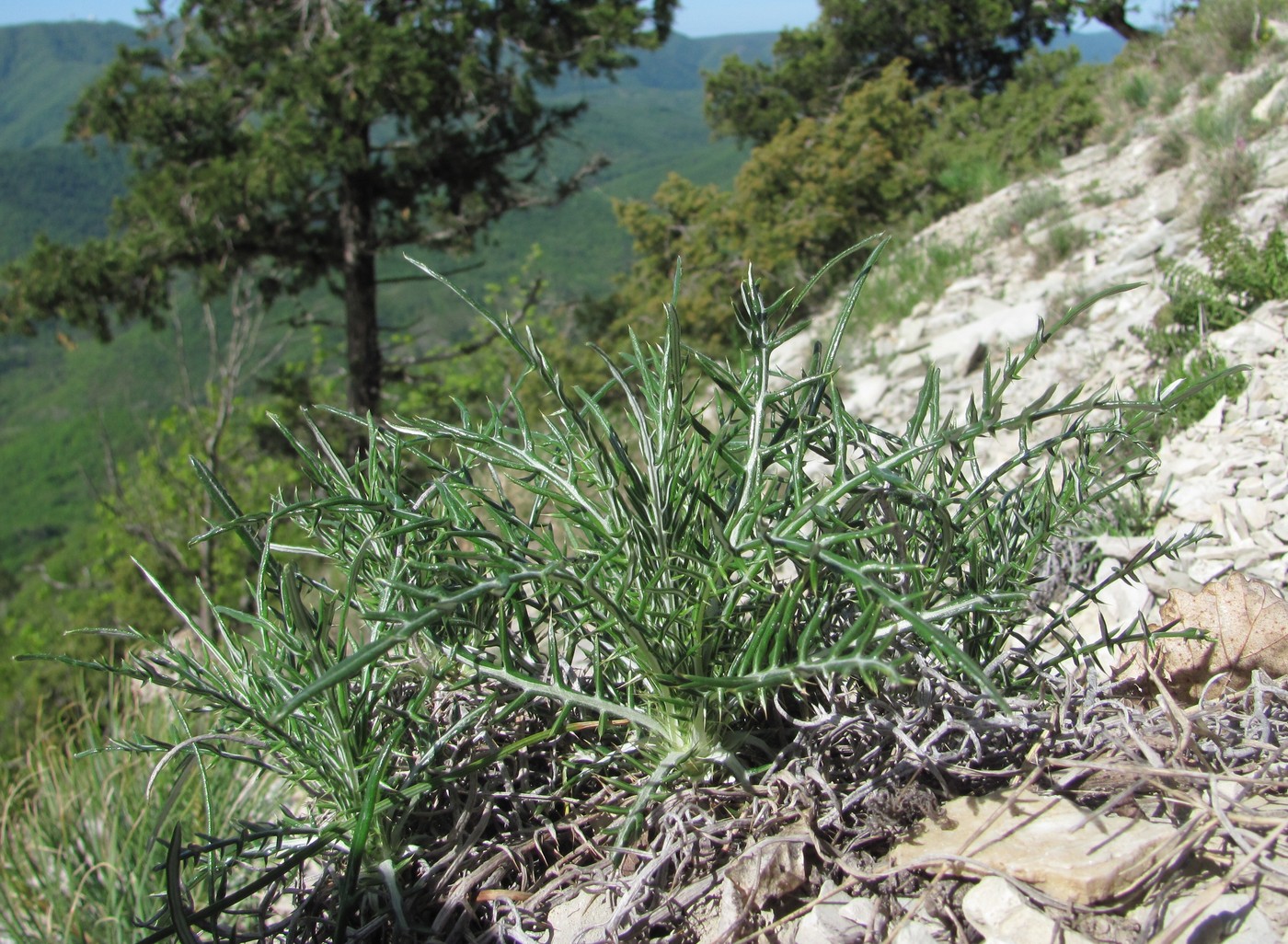 Image of Lamyra echinocephala specimen.