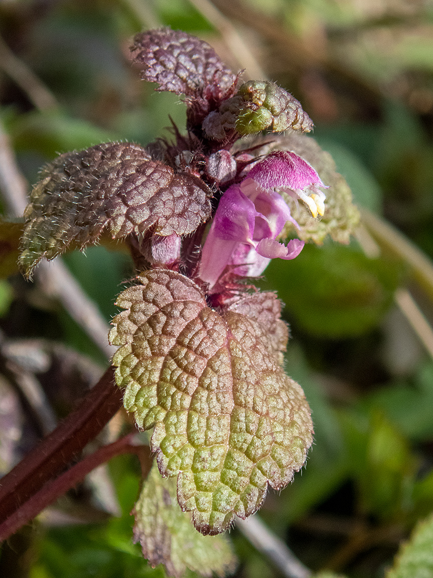 Изображение особи Lamium maculatum.