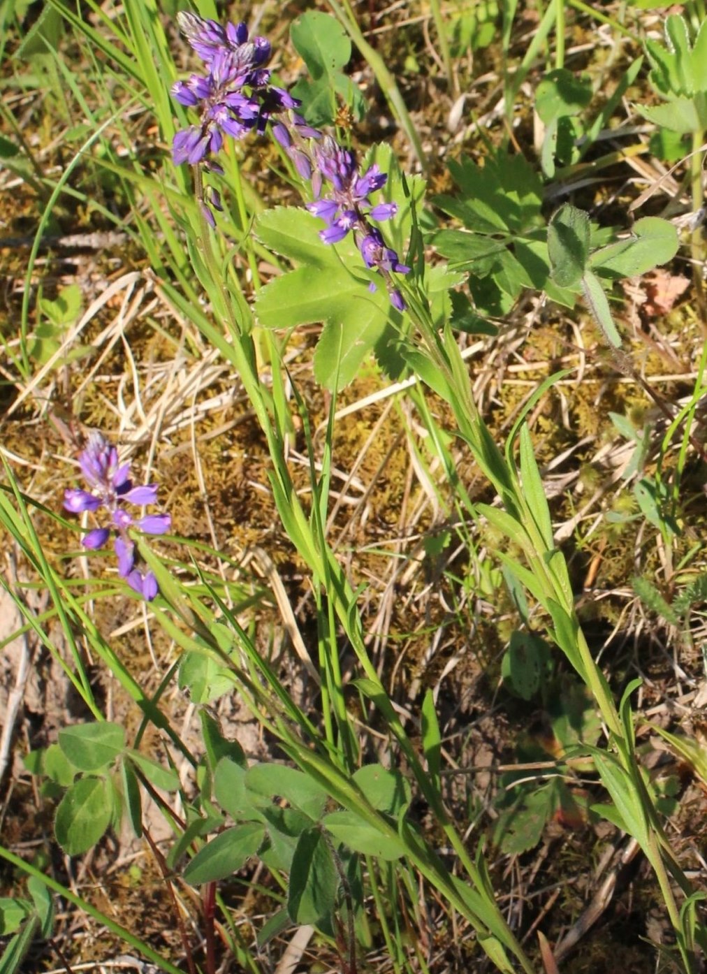 Изображение особи Polygala hybrida.