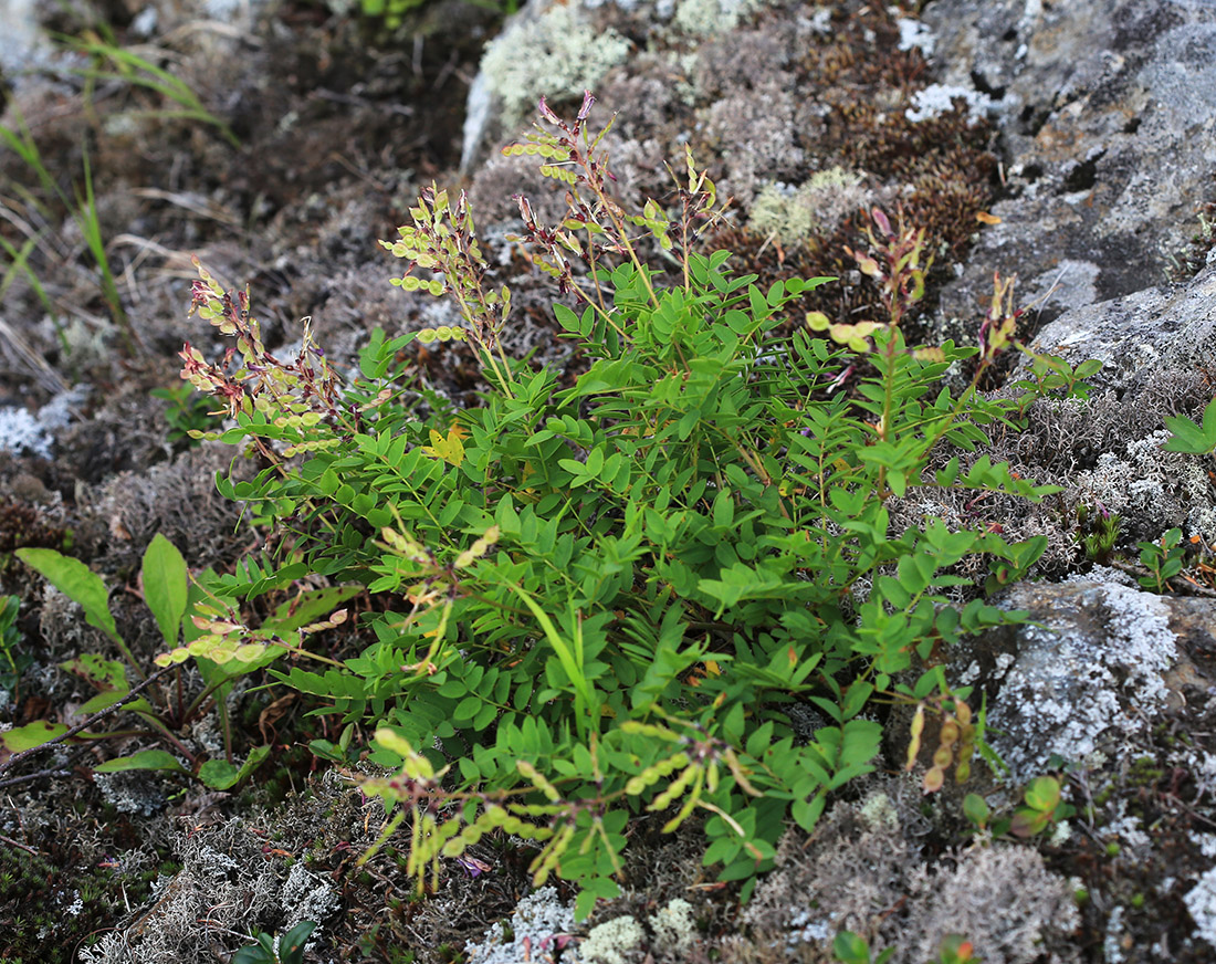 Image of Hedysarum branthii specimen.