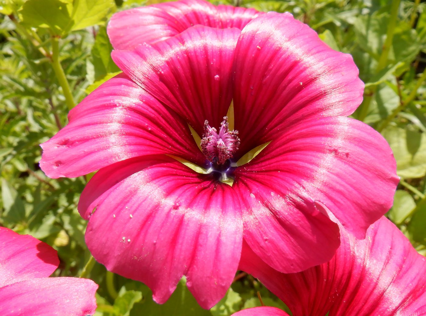 Image of Malope trifida specimen.