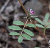 Tephrosia purpurea. Часть побега с соцветием с созревающими плодами. Намибия, регион Khomas, ок. 40 км западнее г. Виндхук, \"Eagle Rock Guest Farm\"; плато Khomas, ок. 1900 м н.у.м., саванновое редколесье. 24.02.2020.