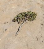 Zygophyllum stapffii. Ветка с обнажившимся корневищем. Намибия, регион Erongo, южная граница г. Свакопмунд. 05.03.2020.
