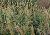 Amaranthus retroflexus. Плодоносящие растения. Тверская обл., г. Тверь, пос. Литвинки, кукурузное поле. 20 сентября 2020 г.