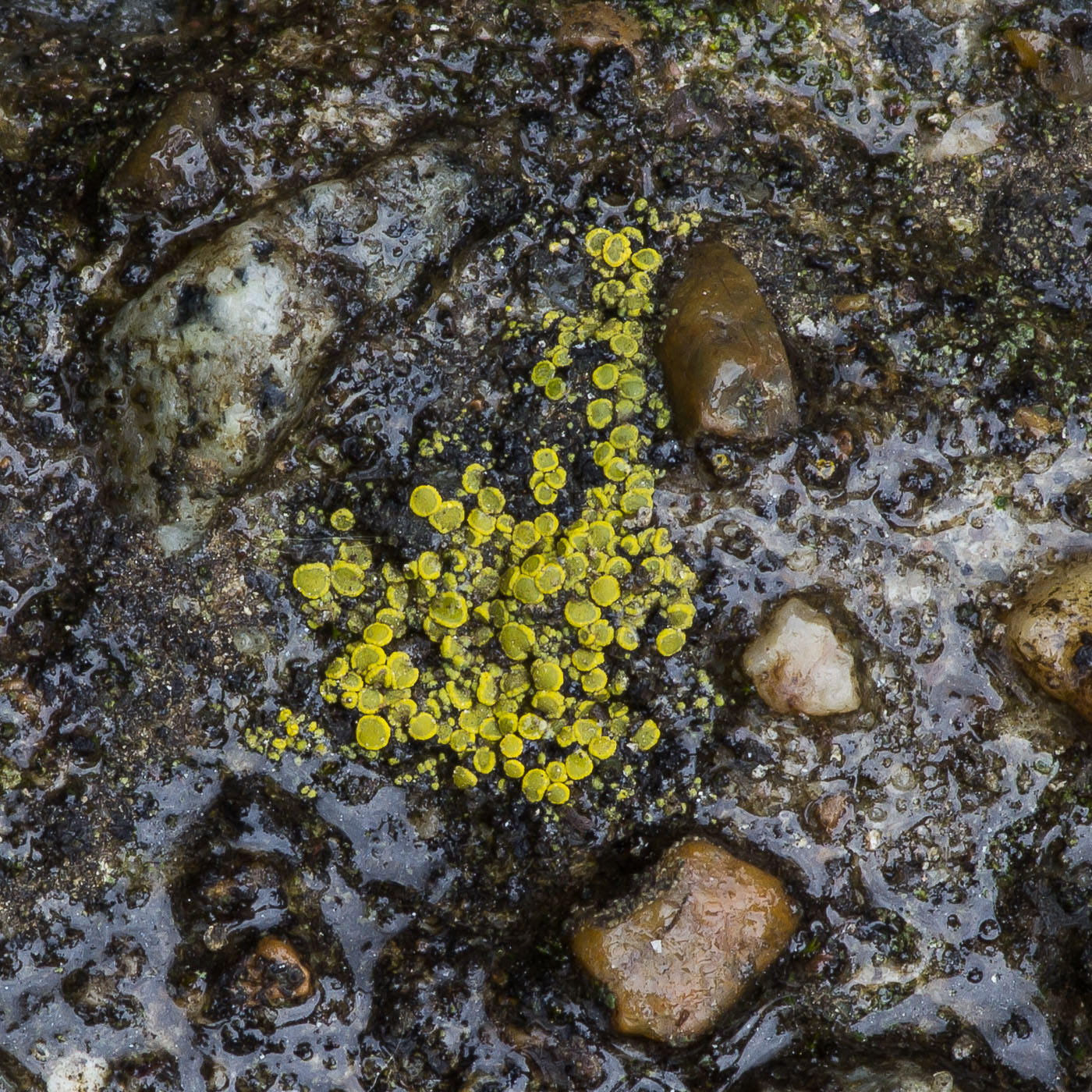 Image of genus Candelariella specimen.