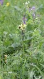 Pedicularis sibthorpii