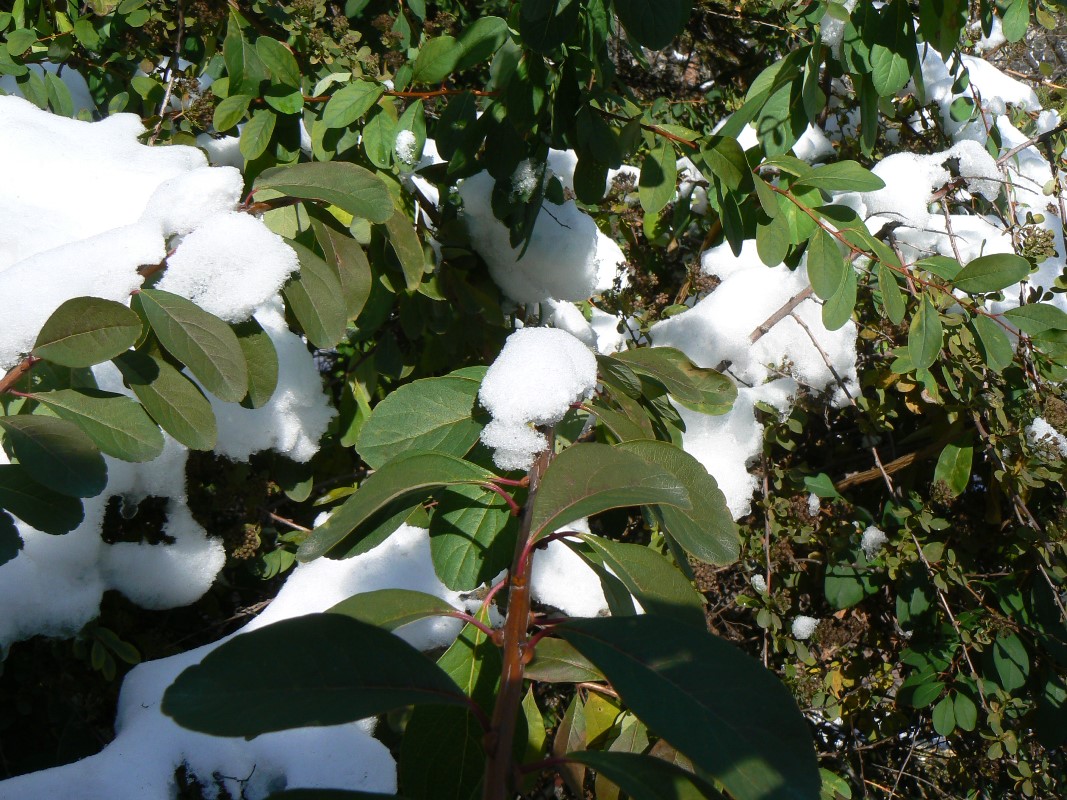 Image of Spiraea media specimen.