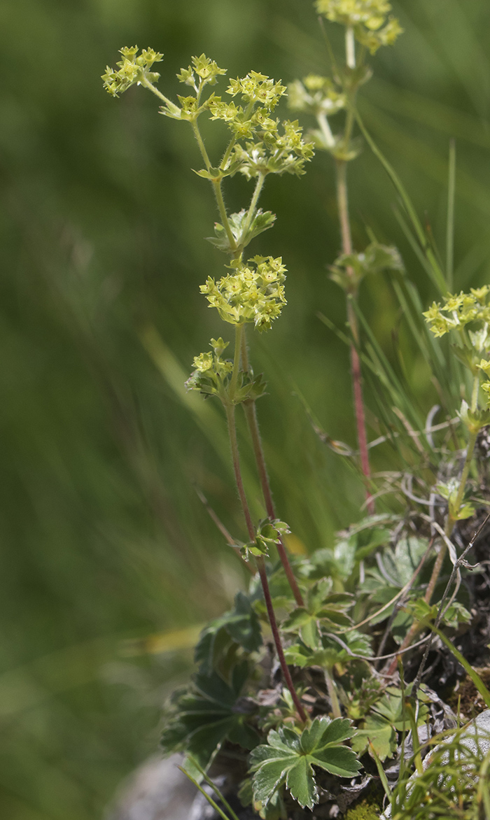 Image of genus Alchemilla specimen.