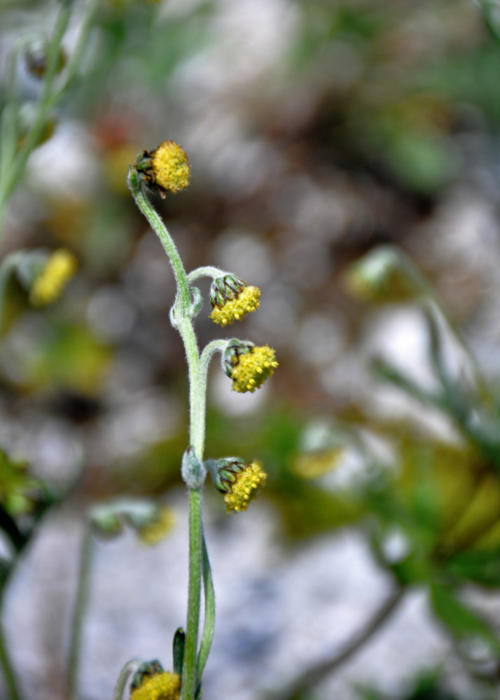 Изображение особи Artemisia arctica.
