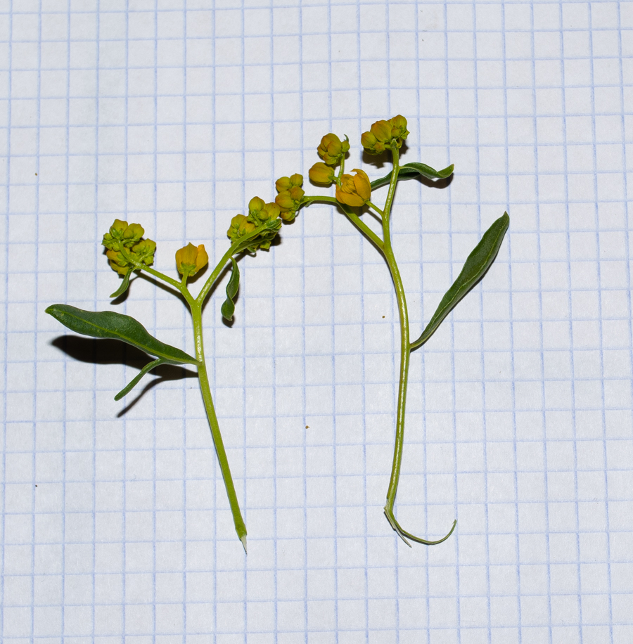 Image of Haplophyllum buxbaumii specimen.