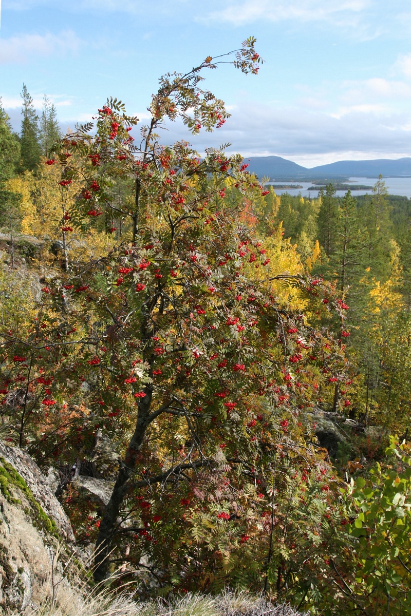 Image of Sorbus aucuparia specimen.