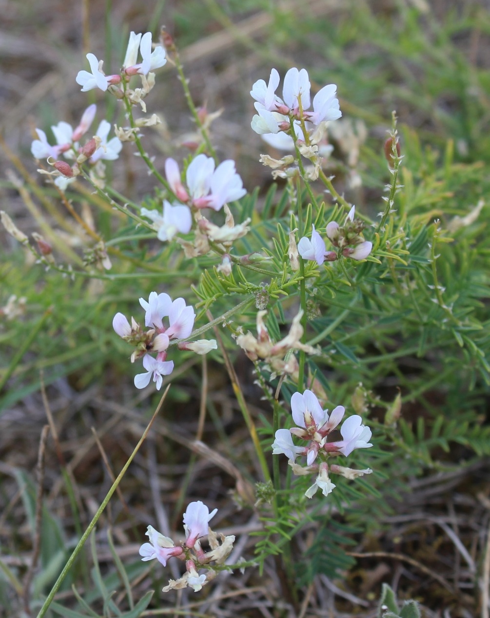 Изображение особи Astragalus clerceanus ssp. graniticus.