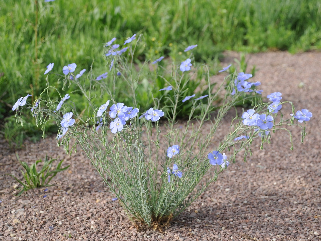 Image of Linum perenne specimen.