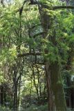 Taxodium distichum. Средняя часть ствола и часть кроны старого дерева. Абхазия, г. Сухум, Сухумский ботанический сад. 14.05.2021.