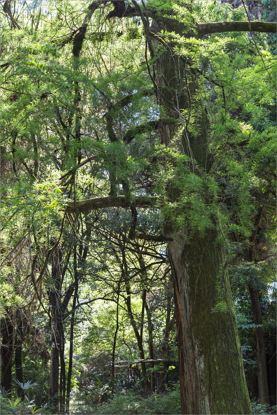 Изображение особи Taxodium distichum.