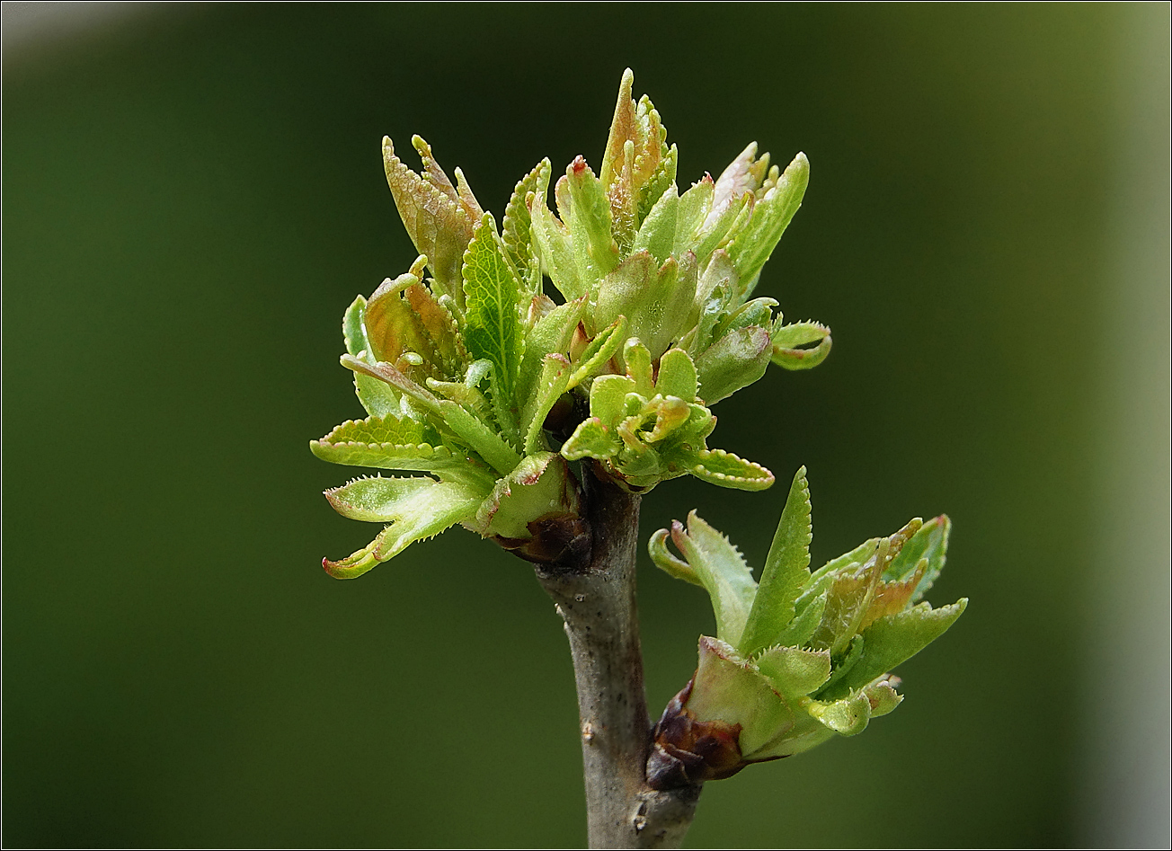 Изображение особи Cerasus vulgaris.