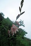 class Liliopsida. Часть соцветия. ЮАР, Драконовы горы, Royal Natal National Park, Tugela Gorge, 1700-2100 м н.у.м. 02.01.2008.